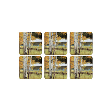 Pimpernel Birch Beauty Coasters, Set of 6